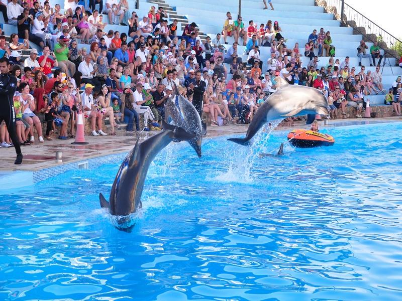 Dolphin show in Hurghada (1)