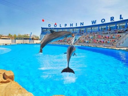 Dolphin show in Hurghada