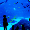 Grand aquarium Hurghada (1)